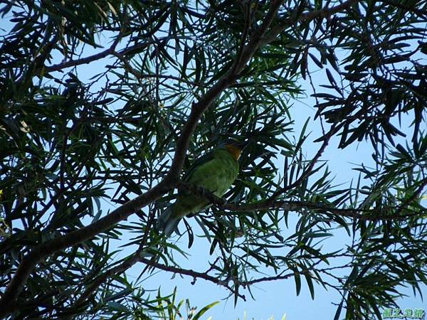 五色鳥20120901(4)