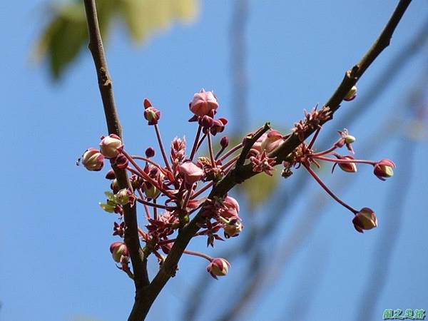 花旗木20140412(1)