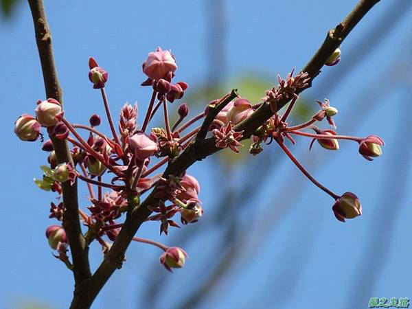 花旗木20140412(2)