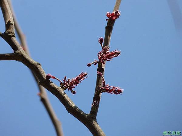 花旗木20140412(4)