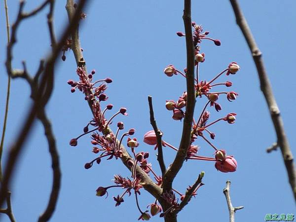 花旗木20140412(9)