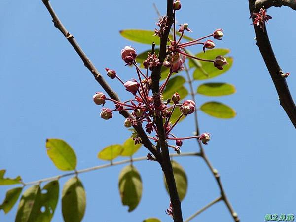 花旗木20140412(11)