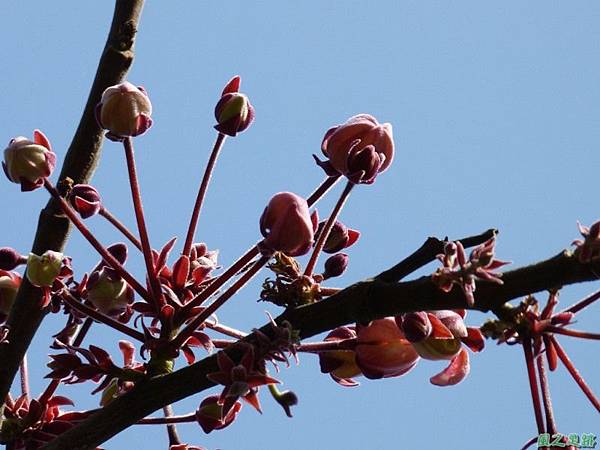 花旗木20140412(18)