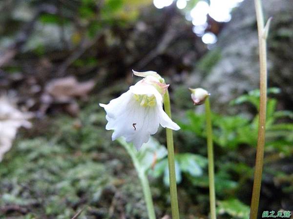 裂緣花20140413(3)