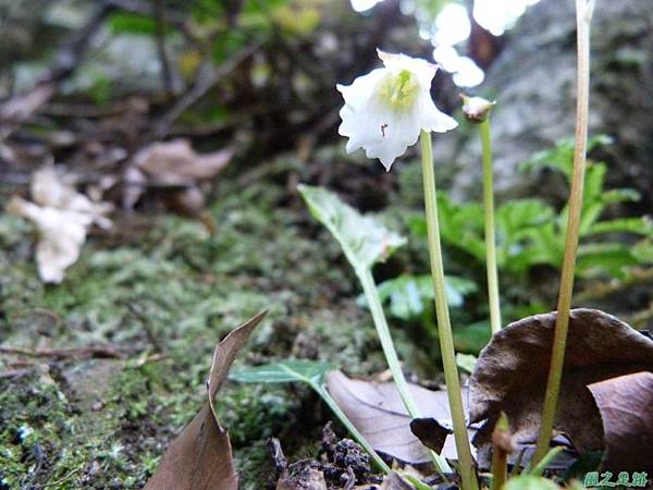 裂緣花20140413(5)