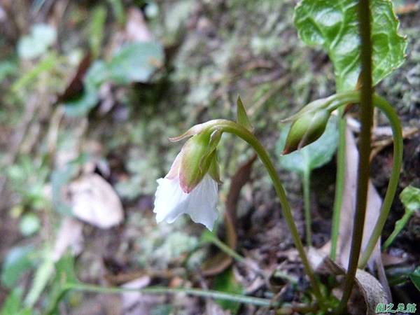 裂緣花20140413(9)