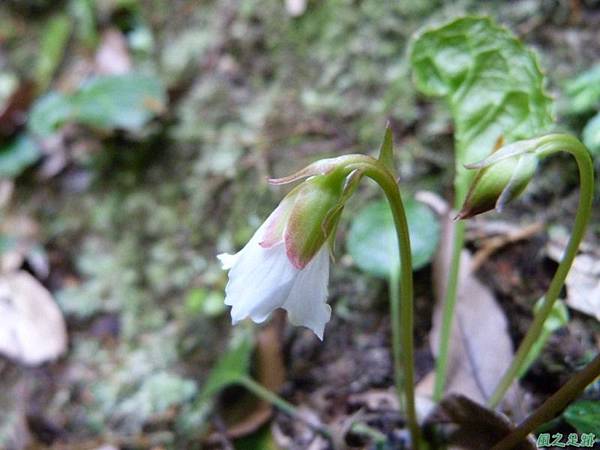 裂緣花20140413(10)