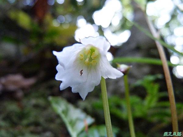 裂緣花20140413(13)