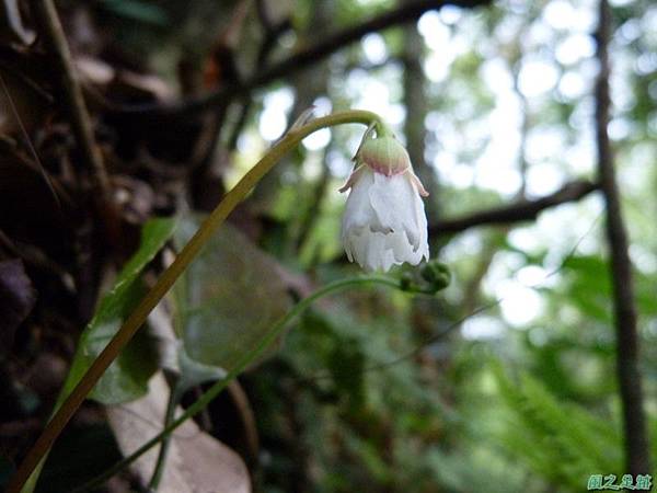 裂緣花20140413(17)