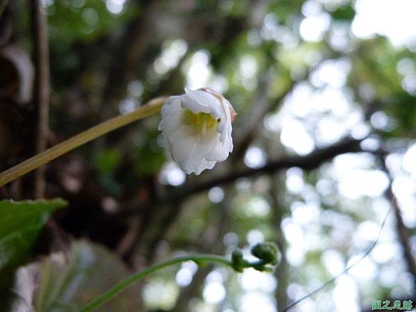 裂緣花20140413(18)