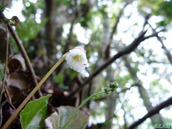 裂緣花20140413(19)