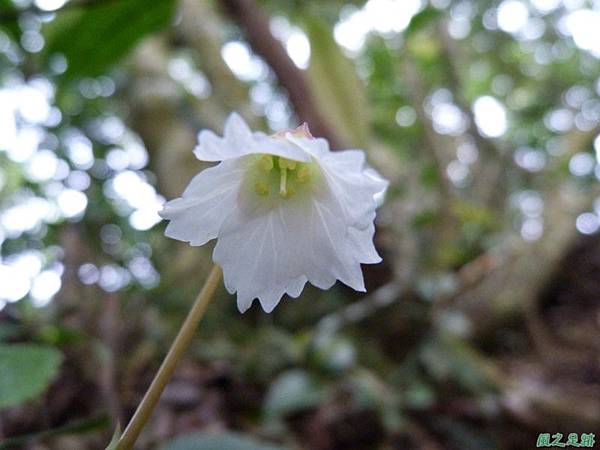 裂緣花20140413(22)