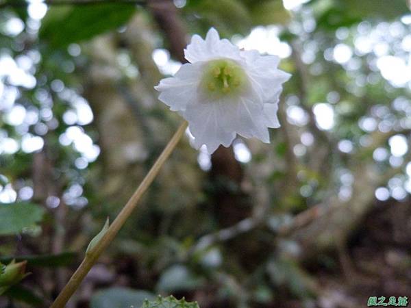 裂緣花20140413(24)