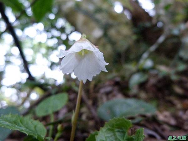 裂緣花20140413(25)