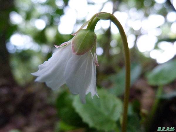 裂緣花20140413(27)