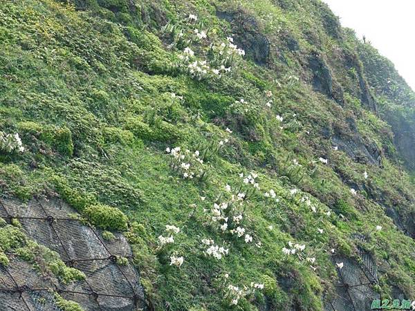 野百合20140419(3)