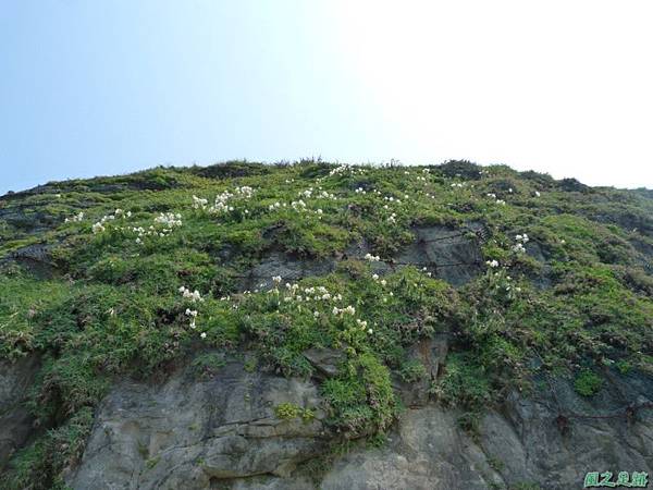 野百合20140419(15)