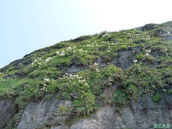 野百合20140419(28)