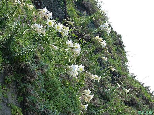 野百合20140419(33)