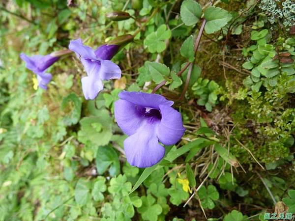 東北角山行20140419(10)