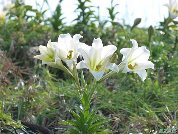 東北角山行20140419(60)