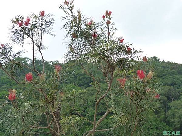 紅花銀樺20140427(1)