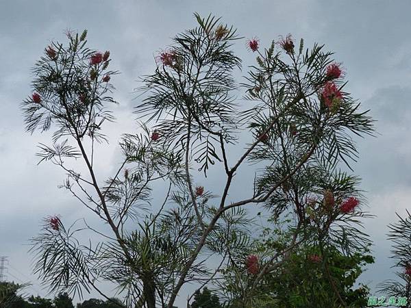 紅花銀樺20140427(5)