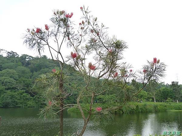 紅花銀樺20140427(12)