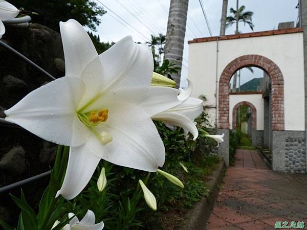 關西鐵炮百合20140502(8)