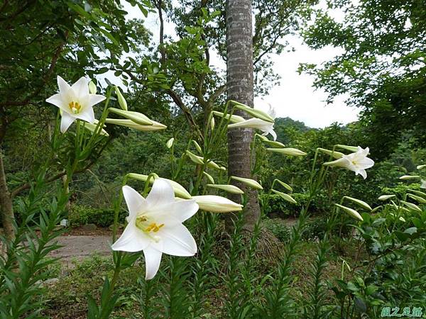 關西鐵炮百合20140502(10)