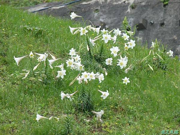 東北角野百合20140503(1)