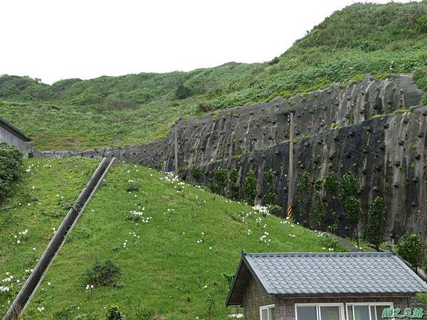 東北角野百合20140503(3)