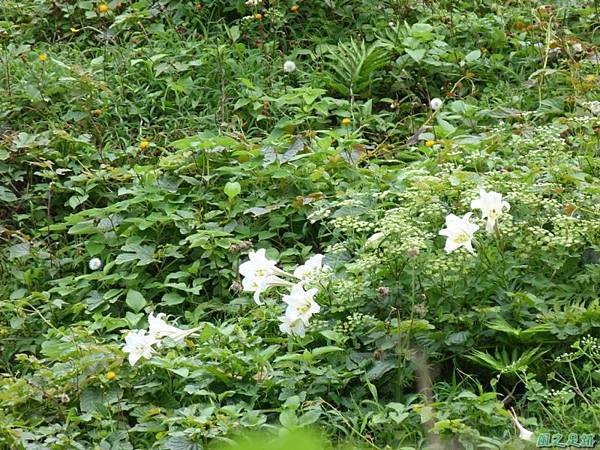 東北角野百合20140503(2)