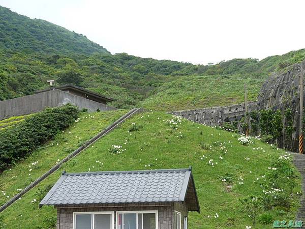 東北角野百合20140503(4)