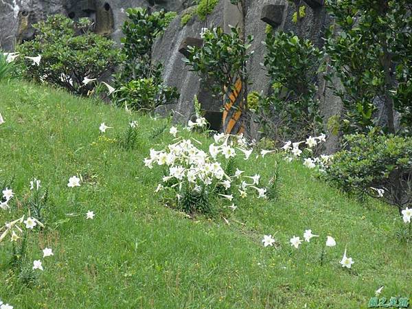 東北角野百合20140503(6)