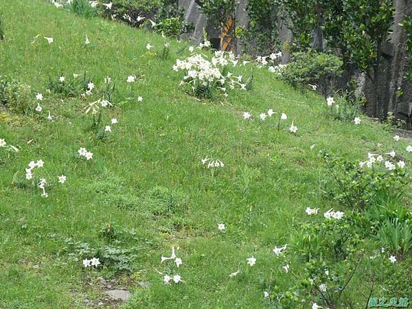 東北角野百合20140503(5)