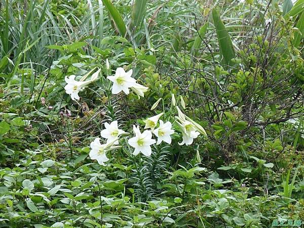 東北角野百合20140503(7)