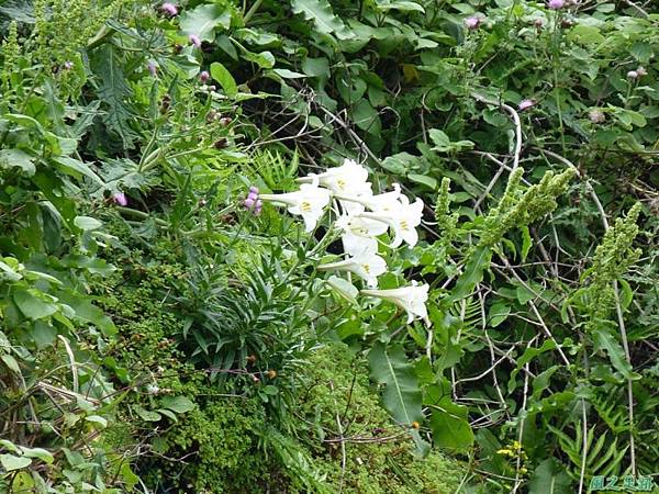 東北角野百合20140503(8)