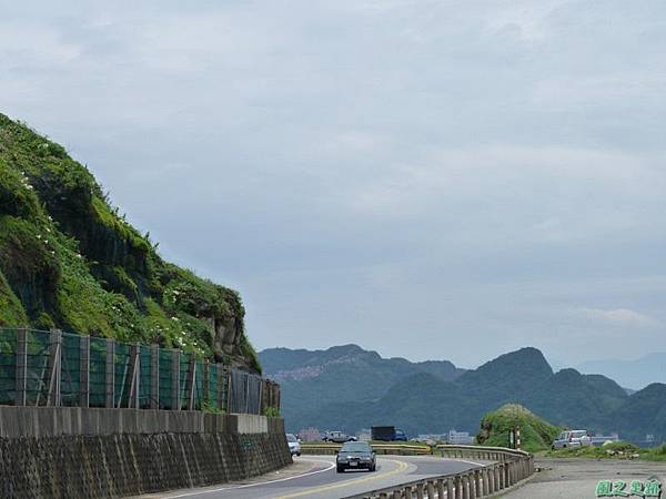 東北角野百合20140503(10)