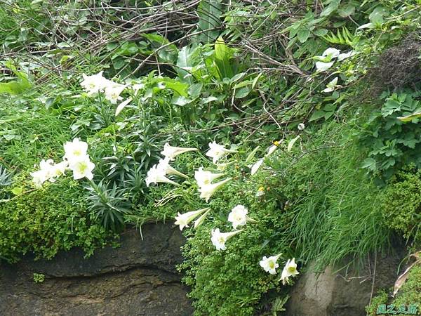 東北角野百合20140503(11)