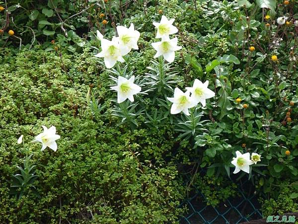 東北角野百合20140503(13)