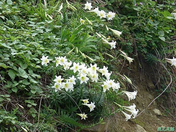 東北角野百合20140503(14)