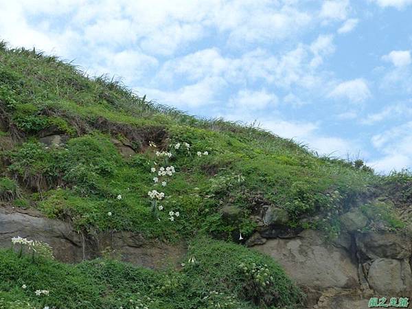 東北角野百合20140503(17)