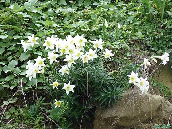 東北角野百合20140503(18)