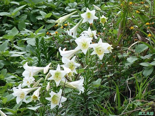 東北角野百合20140503(20)