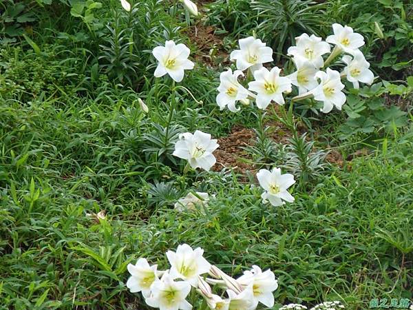 東北角野百合20140503(22)