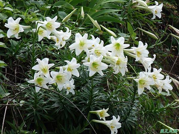 東北角野百合20140503(24)