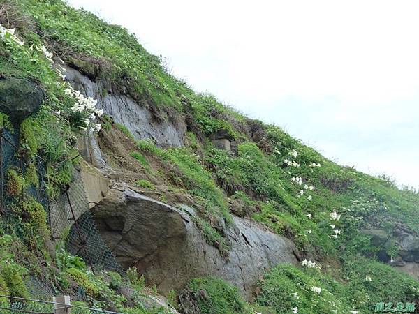 東北角野百合20140503(27)