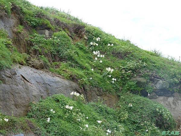 東北角野百合20140503(26)