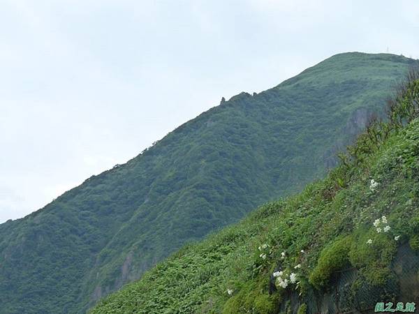 東北角野百合20140503(28)